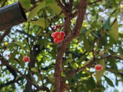 -东山雕花楼