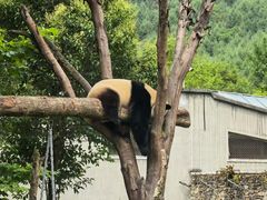 -都江堰中华大熊猫苑