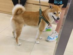 -宠福鑫康馨动物医院·骨科·眼科