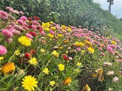 -苏州上方山国家森林公园