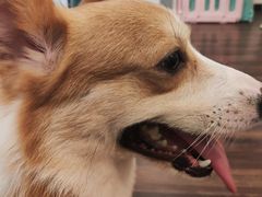 -柯斗斗主题餐厅·狗咖·围炉煮茶·茶饮(国瑞升平里店)