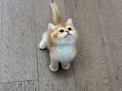 -猫十亿·布偶金渐层·曼基康矮脚猫舍(青年路店)