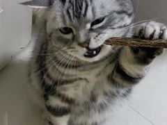 -欣宠猫屋·矮脚拿破仑·蓝金金渐层