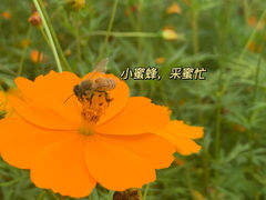 -杭州湾海上花田景区