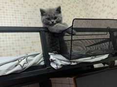 -喵zoo家庭繁育猫舍(尖东智能花园店)