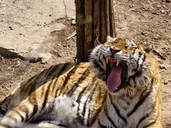 -大连森林动物园