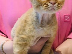 -momokira米努特·德文卷毛猫·棉花面纱犬