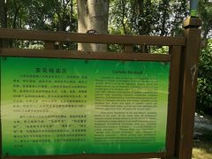 -金花茶公园