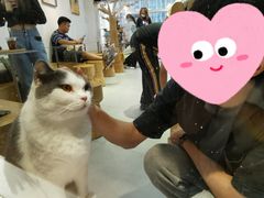 -Heymao猫咖.咖啡厅(东门店)