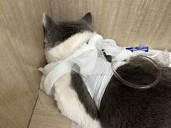 -北京观赏动物医院·24小时大型综合·猫专科·异宠专科
