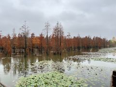 -池杉湖湿地公园