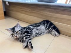 -喵宠乐园·撸猫互动·猫舍