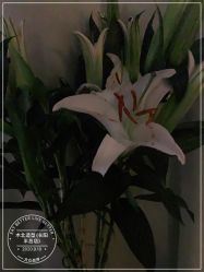 点击看大图 -木北造型