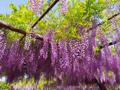 -嘉定紫藤园