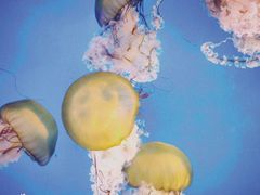 -太平洋海底世界