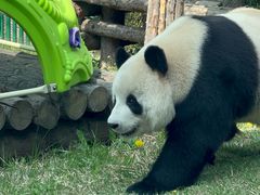 -大连森林动物园