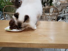 -共舞时光猫咖·狗咖(新街口店)