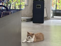 -伟伟宠物医院·CT影像中心·瑞派犬猫综合性门诊(汉口总院)