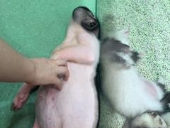 小香猪-藦茜花园宠物主题亲子互动体验馆(国顺东路店)