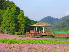 -广州市石门国家森林公园