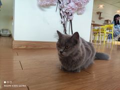 -猫にゃん · 猫的隐藏屋猫咖(麦地旗舰店)