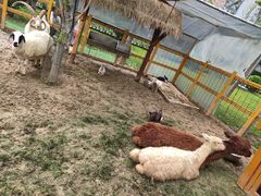 景点-南宫五洲植物乐园