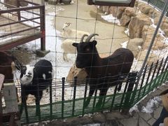 -神户市立六甲山牧场