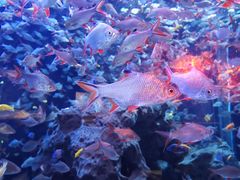 -成都浩海立方海洋公园
