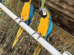 -西霞口神雕山野生动物世界