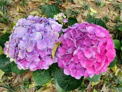 -天台山琼台仙谷景区