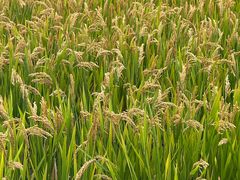 -丫丫蟹庄·苏式园林农家乐·阳澄湖大闸蟹(阳澄湖莲花岛店)