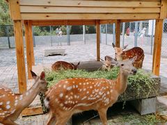 -长白岛森林公园