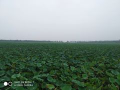 -天津东丽湖风景区