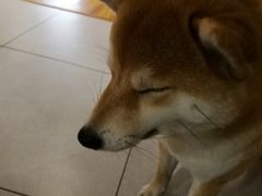 -柴务处·柴犬主题狗咖