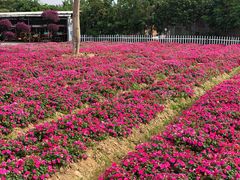 -广东花都香草世界旅游度假区