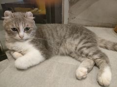 -猫儿山۰猫主题餐厅