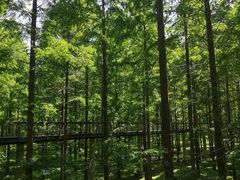 -黄海国家森林公园