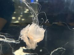 -重庆欢乐海底世界