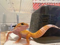 -酷以爬仙阁实体爬宠店·守宫·蜥蜴·专业繁育