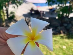 鸡蛋花-美奈海崖度假酒店