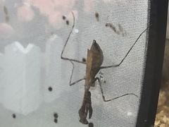 -上海昆虫博物馆