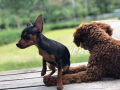 -宠福鑫康馨动物医院·骨科·眼科