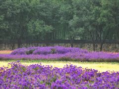 -圆明园遗址公园-藻园门售票处