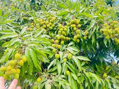 -荔香公园