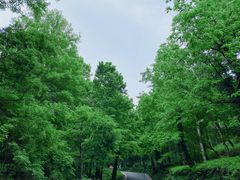 -南京老山国家森林公园