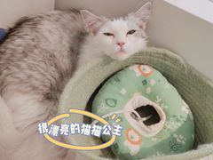 -怪兽屋·羊驼·猫咖·狗咖(俊华广场店)