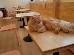 -猫腻·猫咖·撸猫馆(星光大道店)