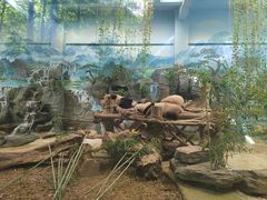 -都江堰中华大熊猫苑