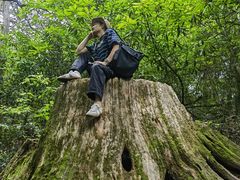 -天目山大树王景区