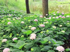 -陈家山荷花公园